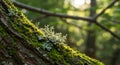 Moss and lichen grow densely on a tree trunk in a forest setting, highlighted by soft, Royalty Free Stock Photo