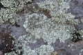 Moss and lichen grow on a stone. Macro. background of Lichen Moss stone Royalty Free Stock Photo
