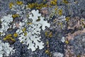 Moss and lichen grow on a stone. Macro. background of Lichen Moss stone Royalty Free Stock Photo