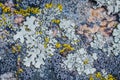 Moss and lichen grow on a stone. Macro. background of Lichen Moss stone Royalty Free Stock Photo