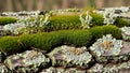 Moss and lichen grow on the surface of tree bark. The green moss Royalty Free Stock Photo