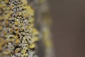 Moss and lichen growing on the bark of a tree Royalty Free Stock Photo