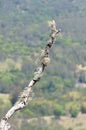 Moss and Lichen growing on a dying tree limb