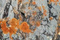 Moss and lichen growing on grey rock. Natural texture background with bright colorful vegetation on stone. Royalty Free Stock Photo