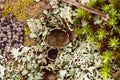 Moss and Lichen growing by the ocean