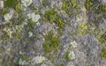 Moss and lichen growing on a rock Royalty Free Stock Photo