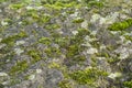 Moss and lichen growing on a rock Royalty Free Stock Photo