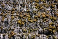 Moss and lichen growing on thatch thatched texture textured surface abstract background outdoors