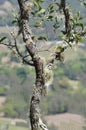 Moss and Lichen growing on a tree limb