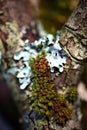Moss and lichen growing on a treen branch Royalty Free Stock Photo