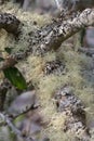 moss and lichen growing wild on the branches of a tree Royalty Free Stock Photo