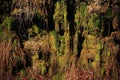 Moss and Lichen Hanging Down from Tree Roots on the Mountain Royalty Free Stock Photo