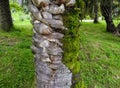 Moss, lichen, ivy on the bark of palm tree Royalty Free Stock Photo