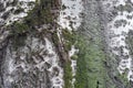 Moss and lichen on greenish grey bark of silver poplar Royalty Free Stock Photo