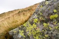 Moss and lichen on rocks in the mountains. Flora of the Carpathians. Yellowed grass in autumn. Moss, fungus on a stone close-up