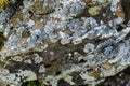 Moss and lichen on rocks in the mountains. Flora of the Carpathians. Yellowed grass in autumn. Moss, fungus on a stone