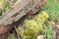 Moss and lichen on a rotting log in a wildlife garden Royalty Free Stock Photo