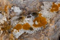 Moss, lichen on the stone, abstract