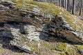 Moss and lichen on stones in autumn pine forest Royalty Free Stock Photo