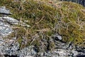 Moss and lichen on stones in autumn pine forest Royalty Free Stock Photo