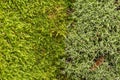 moss and lichen texture close up