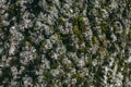 Moss and lichen texture on oak tree bark. Organic abstract texture and background for design. Closeup view of oak tree bark. Royalty Free Stock Photo