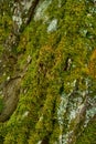 Moss and lichen on tree bark close-up Royalty Free Stock Photo