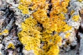 Moss and lichen on tree bark Royalty Free Stock Photo