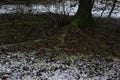 Moss or lichen on the trunk and roots of spruce lies under the crown of the tree without snow, and around the tree the first snow