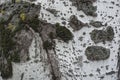 Moss and lichen on uneven surface of bark of silver poplar Royalty Free Stock Photo