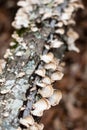 Moss, Lichens and Mushrooms Gather in the Woods