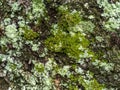 Lichens are symbiotic fungi. They are able to grow on the tree