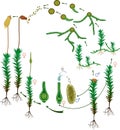 Moss life cycle. Diagram of life cycle of Common haircap moss Polytrichum commune Royalty Free Stock Photo
