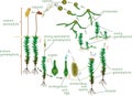 Moss life cycle. Diagram of life cycle of Common haircap moss Polytrichum commune