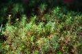 A moss-like plant in the forest Royalty Free Stock Photo