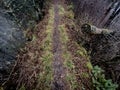 Moss Lines Narrow Trail on Ridge in the Smokies Royalty Free Stock Photo