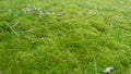 Moss litter appears from under the snow in early spring Royalty Free Stock Photo