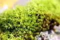 Moss macro