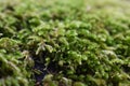 Moss Macro Close Up For Plant Studies High Quality
