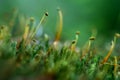 Moss macro with tiny baby grasshopper. Nature detail. Royalty Free Stock Photo