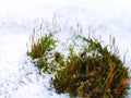 Moss macro frozen beauty of the winter