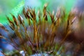 Moss macro with green and blue bokeh and fern