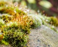 Moss macro look Royalty Free Stock Photo