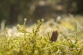 Moss macro. Miniature pine cone in moss