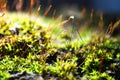 Moss macro. Miniature plants with spores on the surface