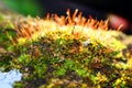 Moss macro. Miniature plants with spores on the surface