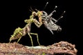Moss mantis eating flies