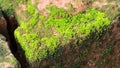 Moss Massively Royalty Free Stock Photo