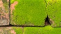 Moss Massively Royalty Free Stock Photo