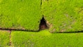 Moss Massively Royalty Free Stock Photo